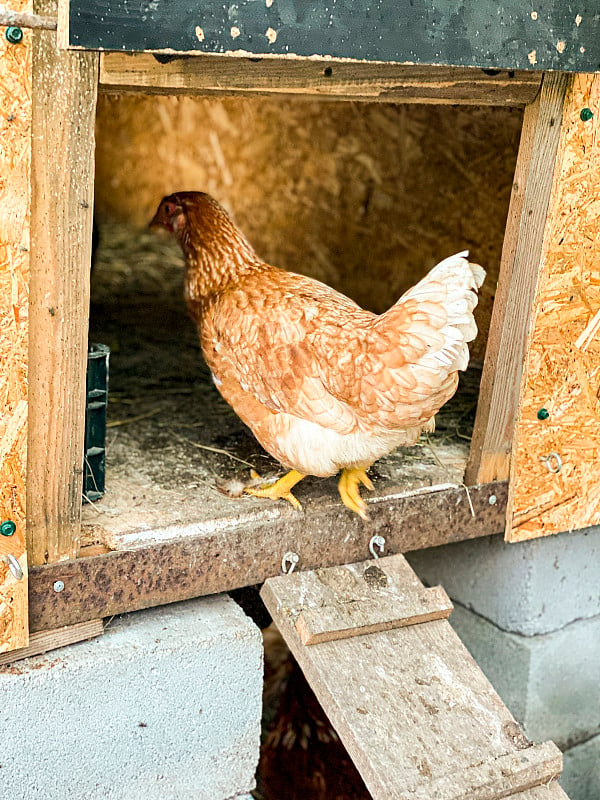 小鸡爬楼梯到鸡舍