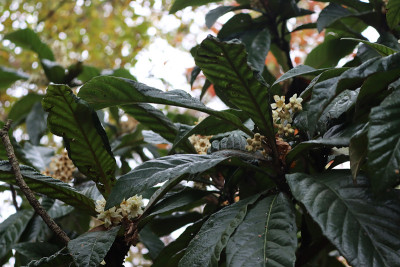 枇杷树开花