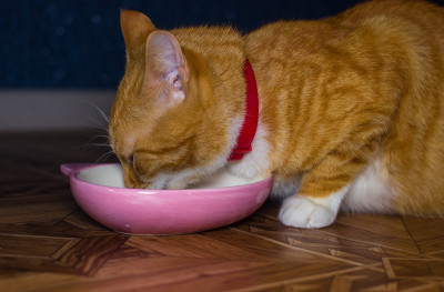 家里的红猫吃东西