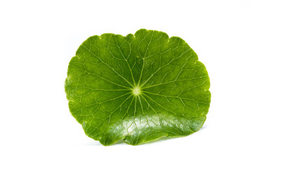 金币草
