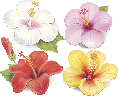 的芙蓉
