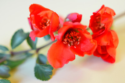 橙色开花海棠
