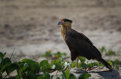 典型的海滩上的巴西猎鹰。(腿plancus Carcara)。