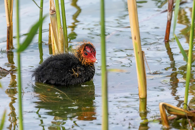 欧亚白骨鸡(Fulica atra)游泳