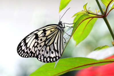 蝴蝶纸风筝Idea leuconoe昆虫