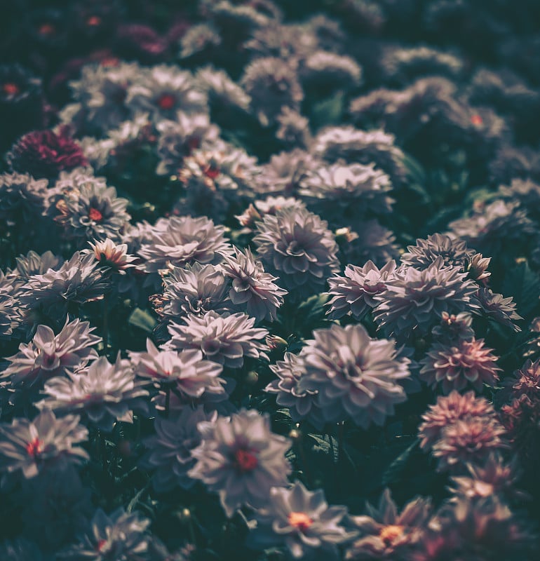 花领域背景。复古风格