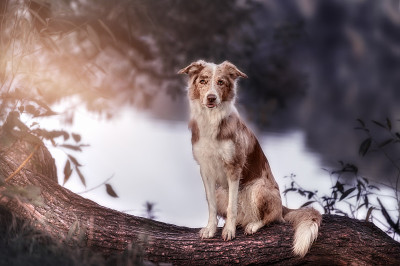 公园里的博德牧羊犬