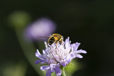蜜蜂和花
