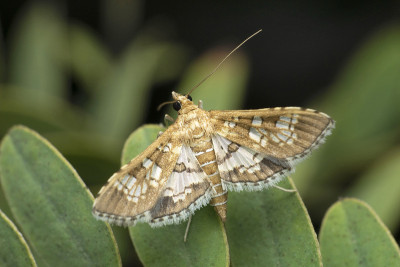 女巫蛾，Thysania agrippina，萨塔拉，马哈拉施特拉，印度