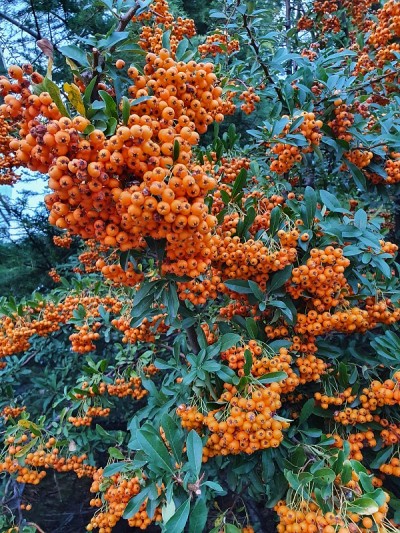 沙棘树枝