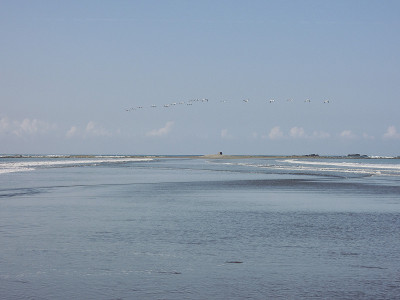 在海洋国家公园，鹈鹕飞过Punta Uvita上空