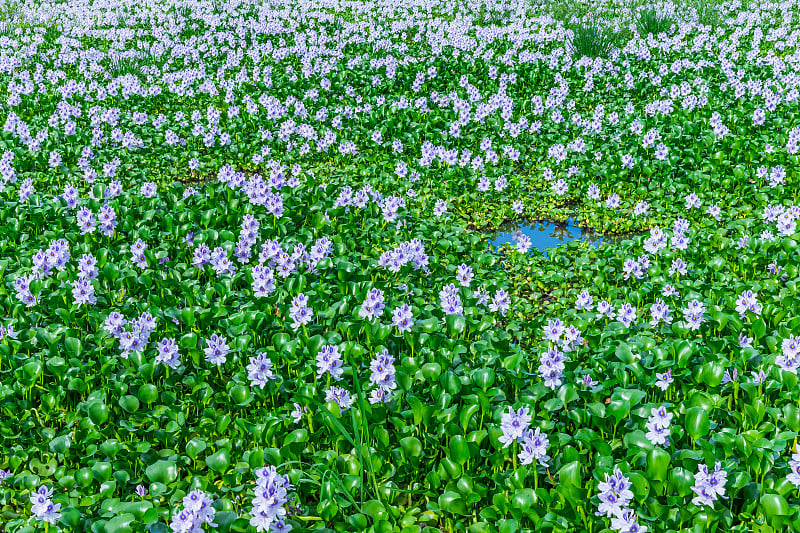 水葫芦和夏日的天空