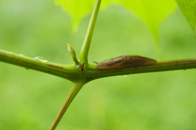 蜗牛