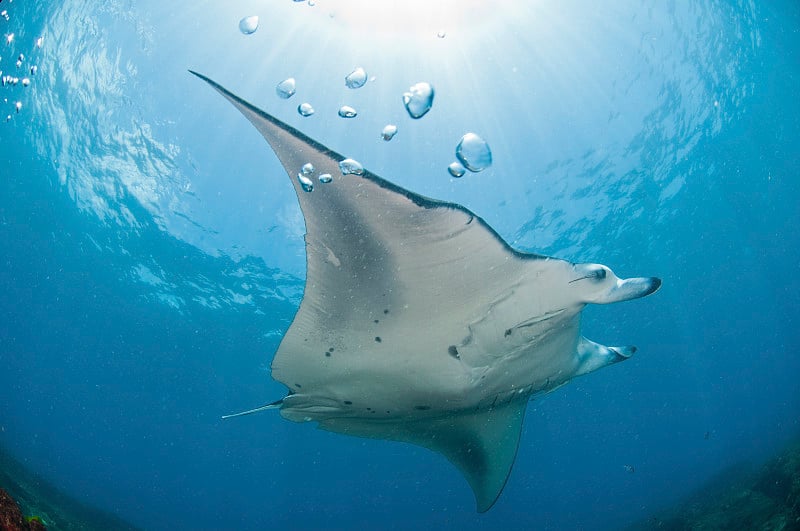 mantaray的预览