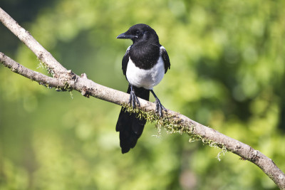 栖息在天然栖木上的年轻欧亚喜鹊