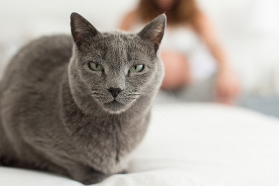 猫和母亲