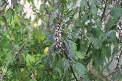 益母草cardiaca植物。长着粉红色花朵的麦草。