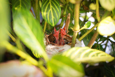 jocosus pyconotus jocosus幼鸟正在等待妈妈给它们食物。它们的妈妈找到了食物