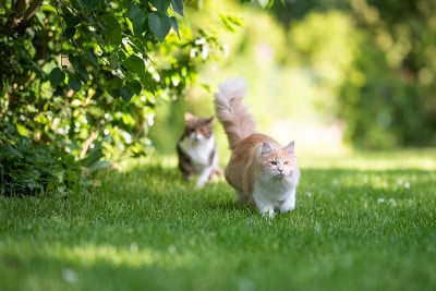 两只猫在花园里