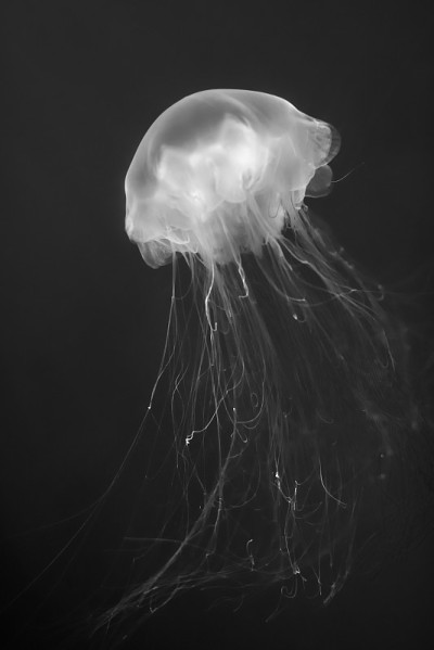水母