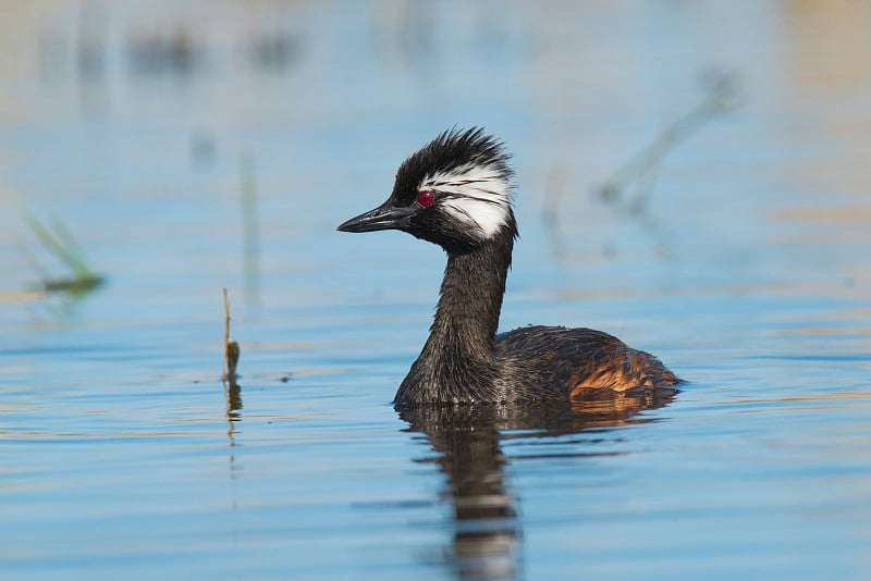 Silvery grebe