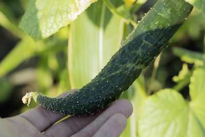 手握变形黄瓜。植物中缺乏微量元素