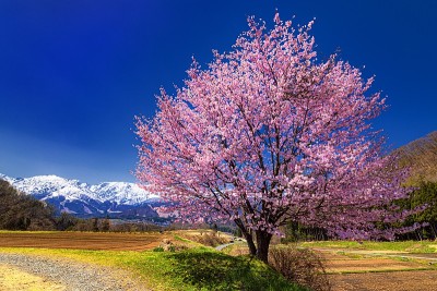 日本长野县白波村的春景