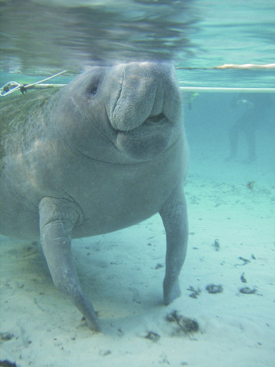 野生海牛呼吸