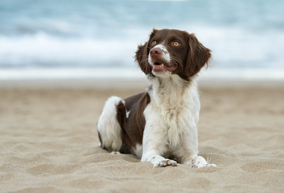 海滩上的一只雄性布列塔尼犬
