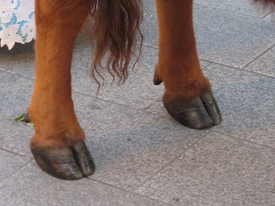 成年红牛的蹄、腿和蹄