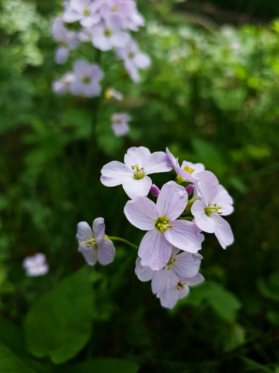 特写的白花酢浆草
