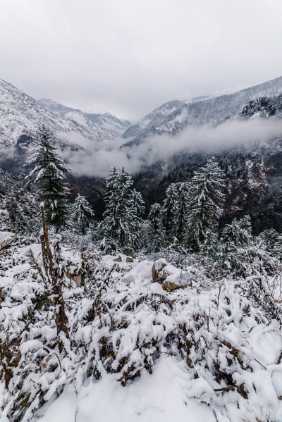 冬天，喜马拉雅山上的树被雪覆盖
