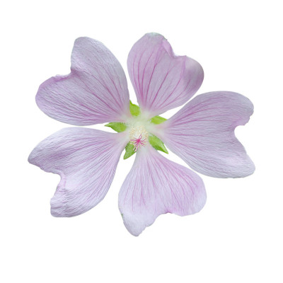 锦葵花头(Lavatera maritima)