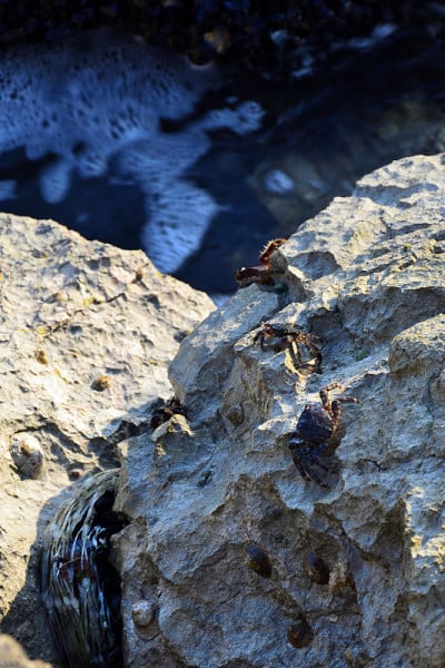 海岸蟹(Pachygrapsus marmoratus)在海岩石上