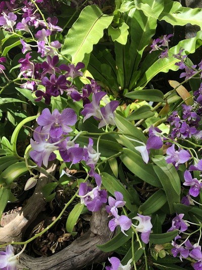 画上热带花卉，花园里的植物，盛开的兰花