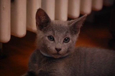 浅蓝色Kitten.20