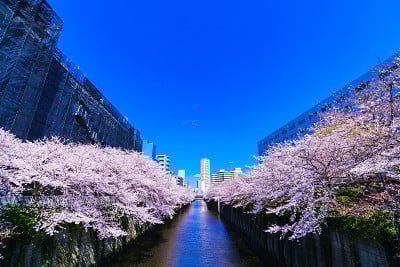 日本的春天东京