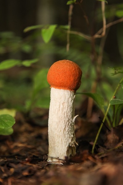 橙杯火柴棒牛肝菌