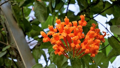 火仙花又称火烈树、橘色喇叭藤、金雨藤、木马尾