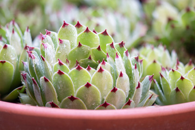 Sempervivum tectorum植物