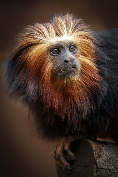 金狮头绢毛猴(Leontopithecus chrysomelas)，近距离拍摄
