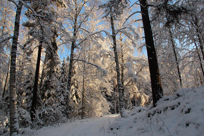 在一个阳光明媚的冬日里，雪地里的小路。