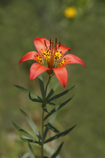 木头莉莉