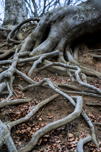 老树的根