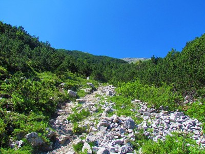 高山草甸