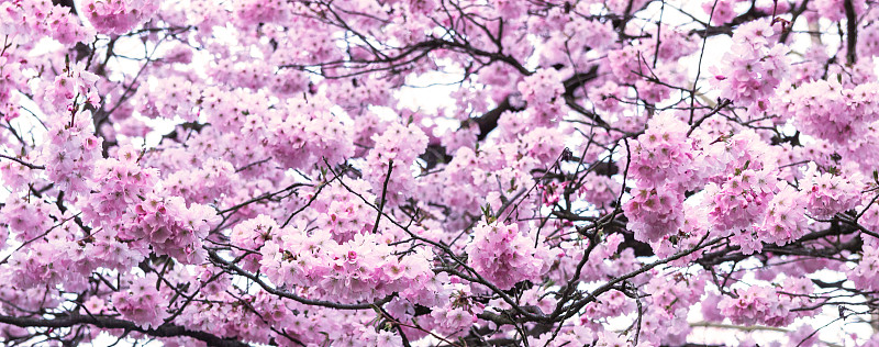 樱花盛开。日本樱花在暖马