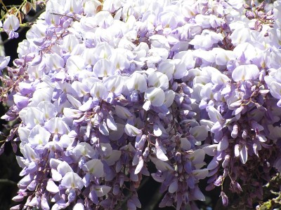 可爱的日本紫藤花2019