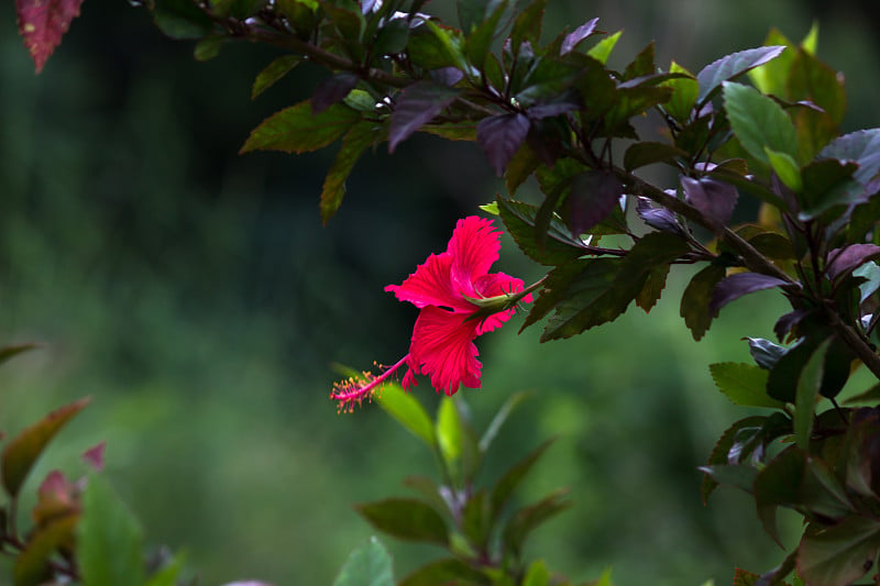 芙蓉花