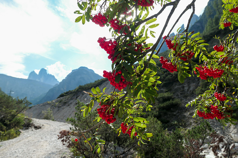 意大利Dolomites的一条宽阔的砾石路上挂满了红色花楸果的树枝