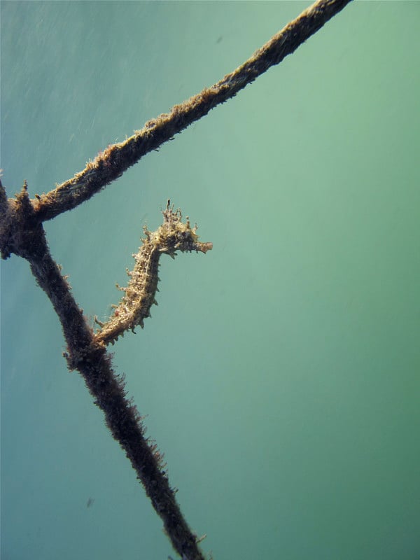 澳大利亚悉尼的小怀特海马